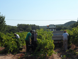 Vendanges Manuelles